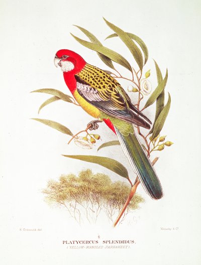 Perico de manto amarillo de 